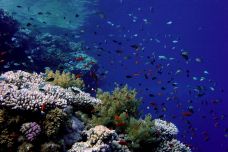 2005 Red Sea 010